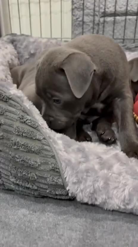 Staffordshire Bull Terrier dogs for stud: Exceptional Blue Staffordshire Stud Service -Milo in Brentford - Video 5