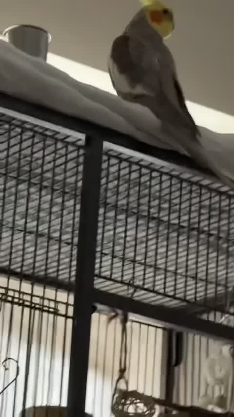 Cockatiels birds for sale: Grey male cockatiel for sale! in Stowmarket - Video 1