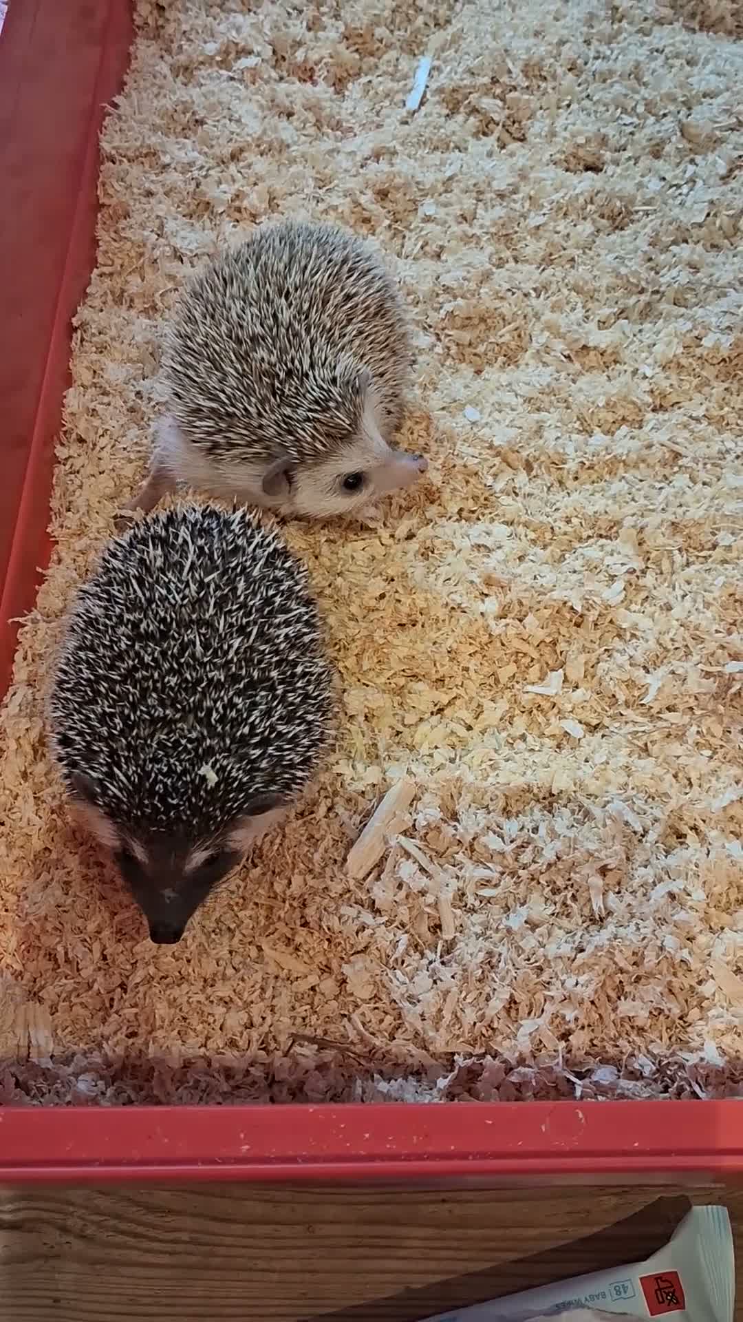 Pygmy Hedgehog rodents for sale: 2 male african pigmy hedgehogs  - Video 3