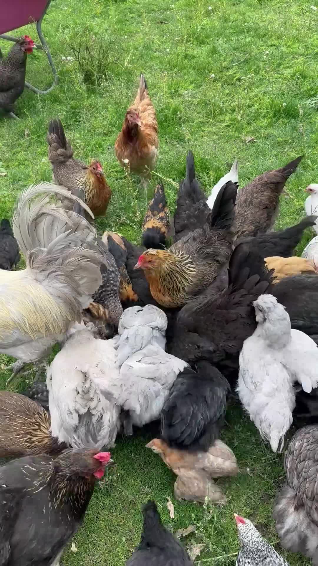 Chickens poultry for sale: Chicks, chickens, hatching eggs silkies Aracuanas - Video 1