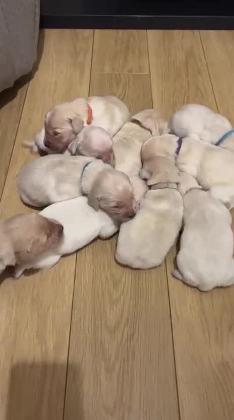 Golden Retriever dogs for sale: KC Registered Puppies - Video 1