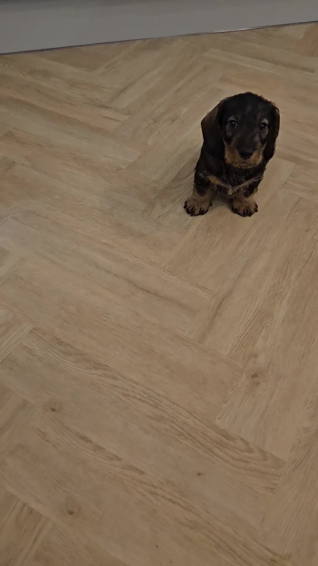 Miniature Dachshund dogs for sale: Handsome miniture wirehaired dachshund boy - Video 1