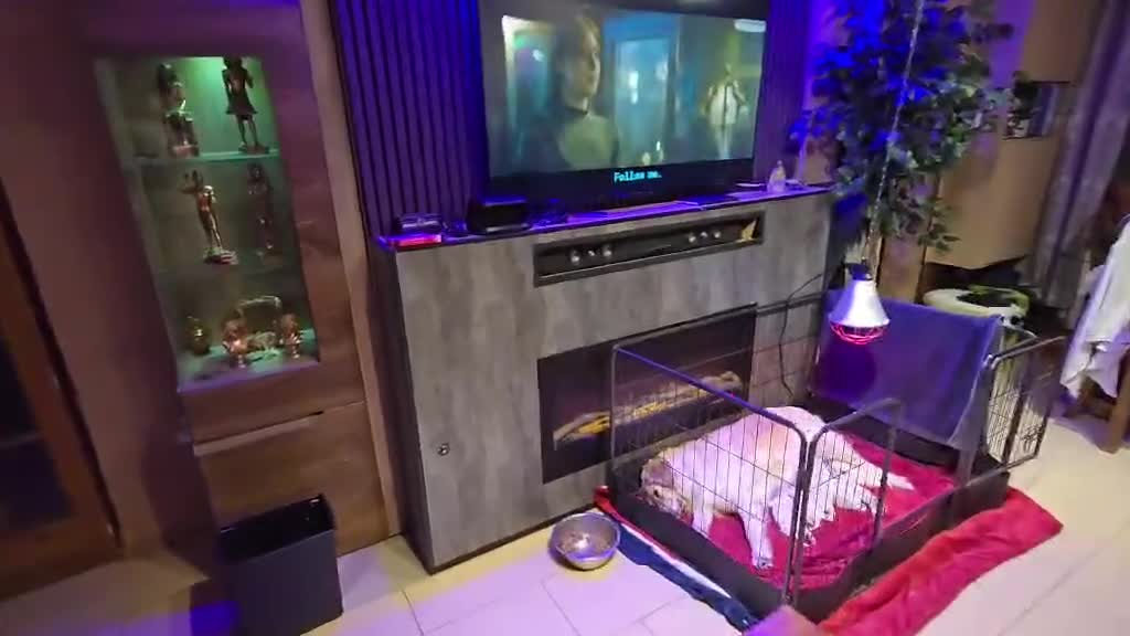 Golden Retriever dogs for sale: Beautiful Golden Retriever Puppies  - Video 1