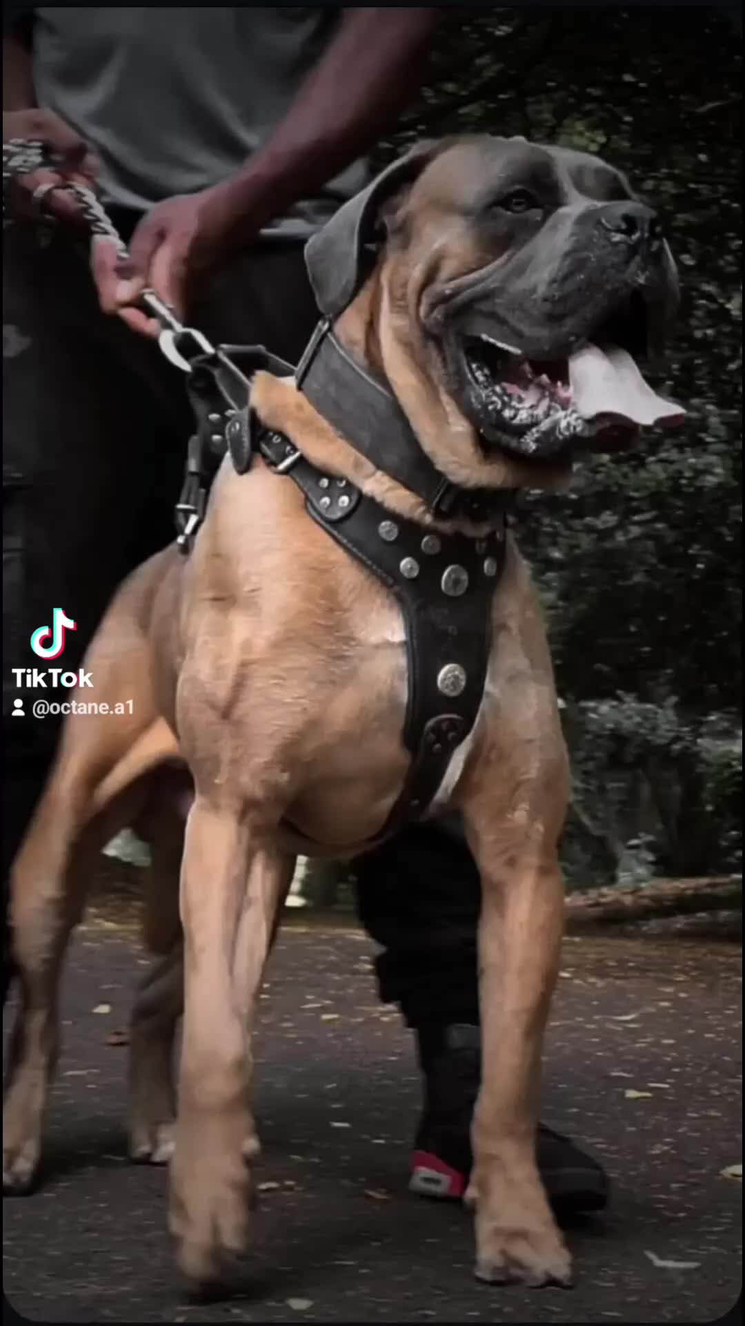 Cane Corso dogs for stud: Russian import cane corso - Video 1
