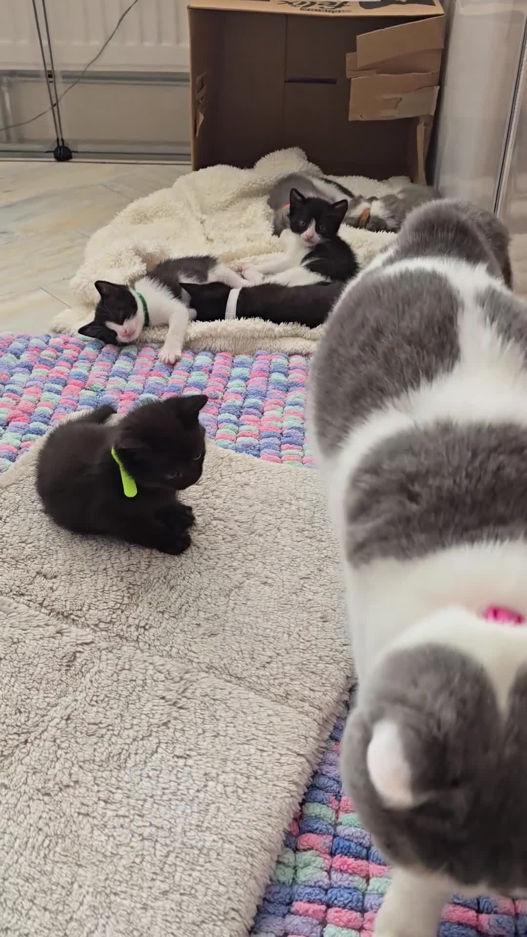 British Shorthair cats for sale: British shorthair kittens - open to offers  - Video 2