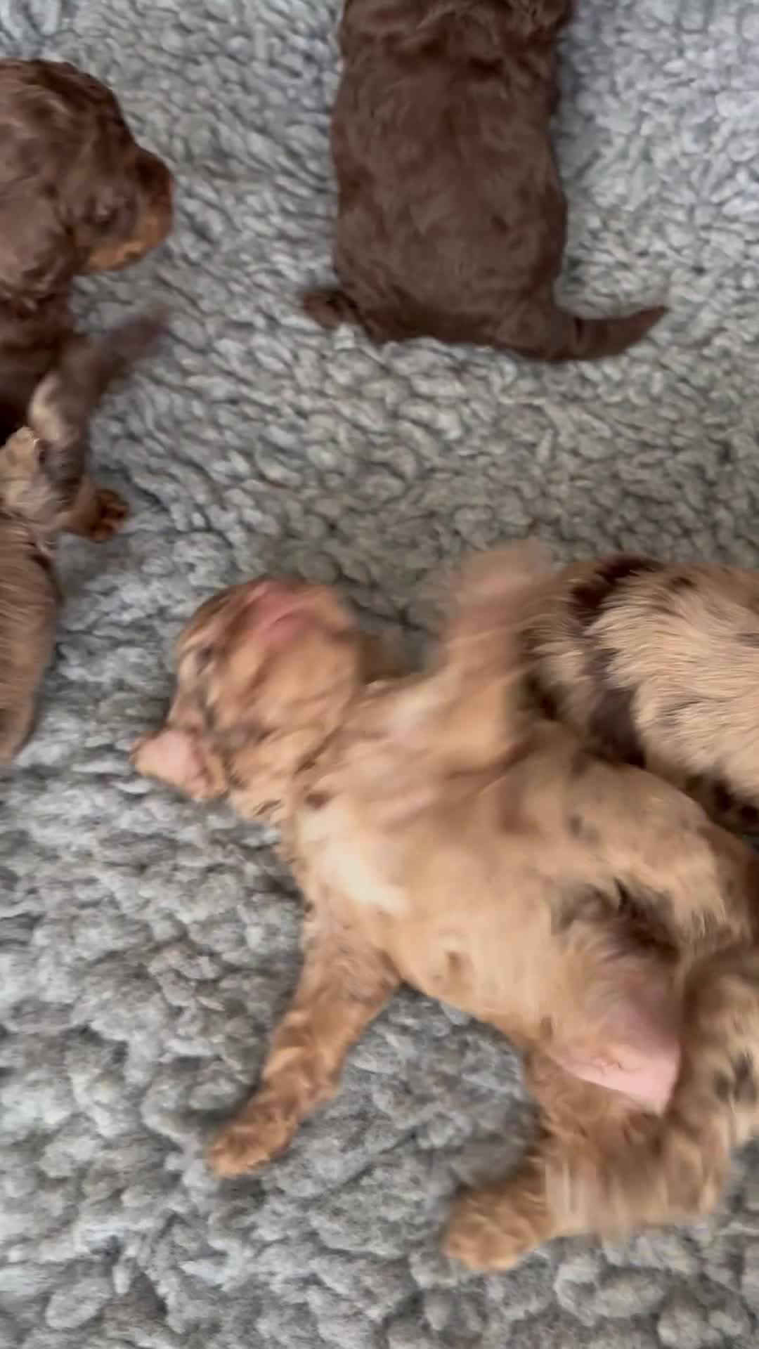 Cockapoo dogs for sale: DNA TESTED, Beautiful Merle cockapoo puppies - Video 1