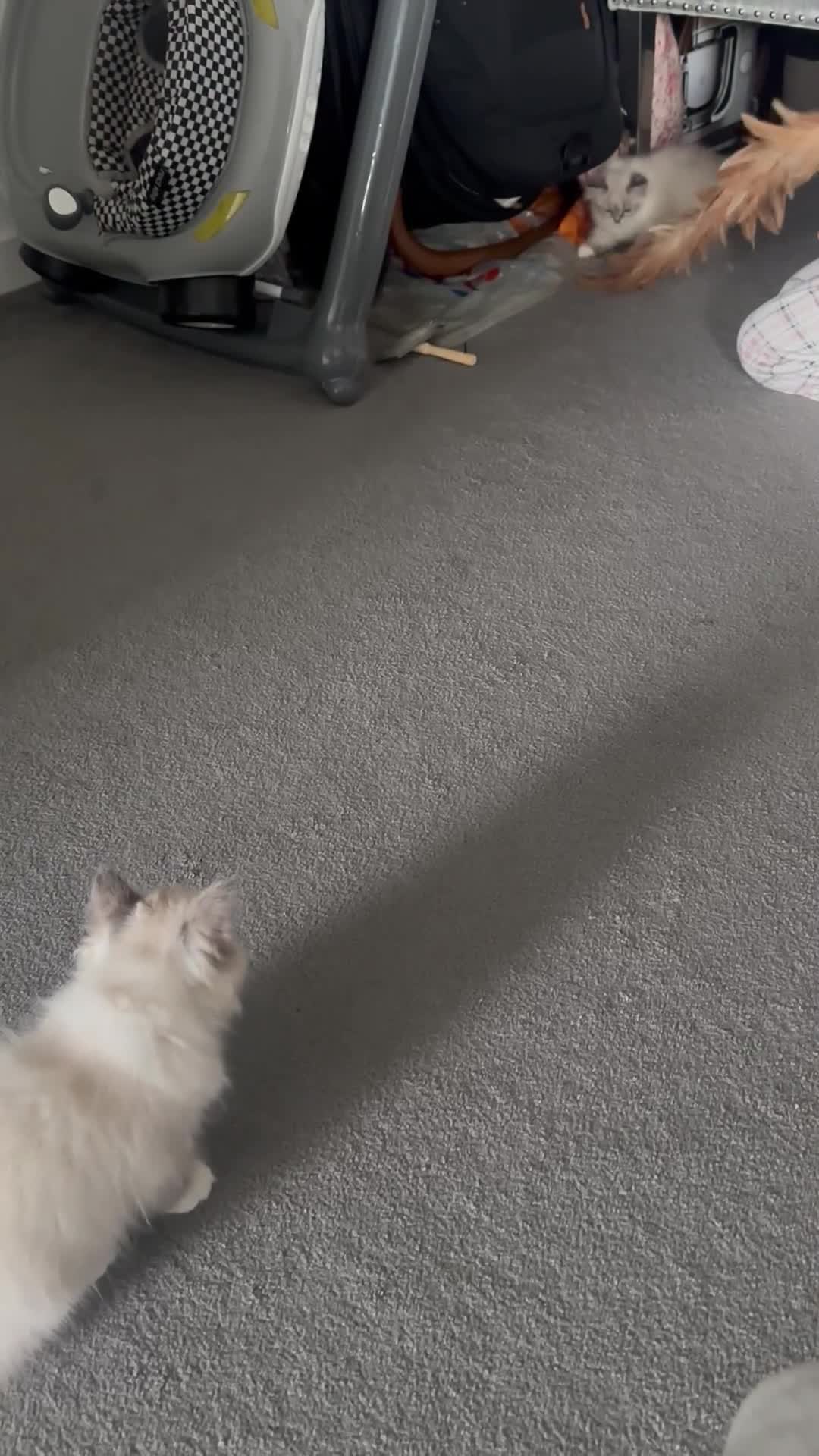 Siberian cats for sale: Blue eyed Adorable Siberian Neva masquerade  - Video 2