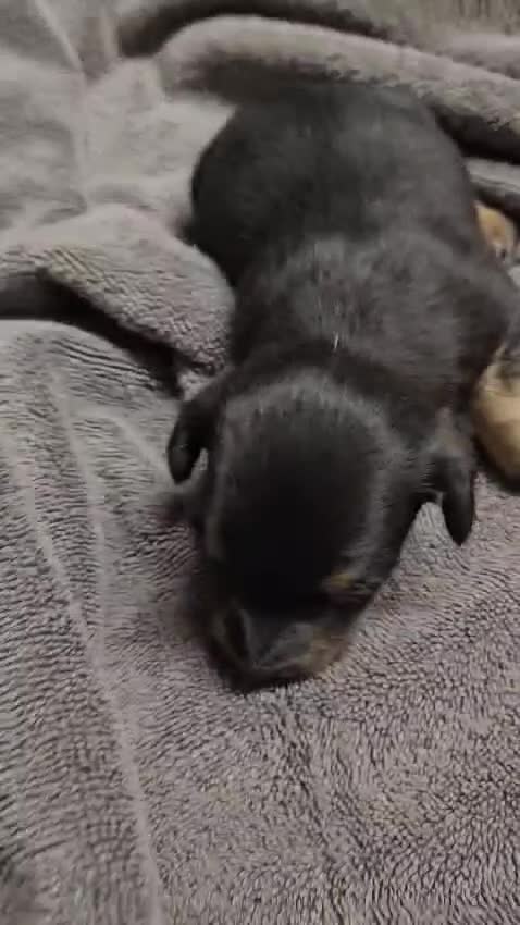 Jack Russell dogs for sale: Jack russle puppies  - Video 3