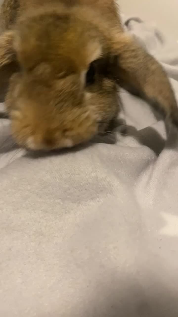 Mini Lop rabbits for sale: bunny the mini lop - Video 1