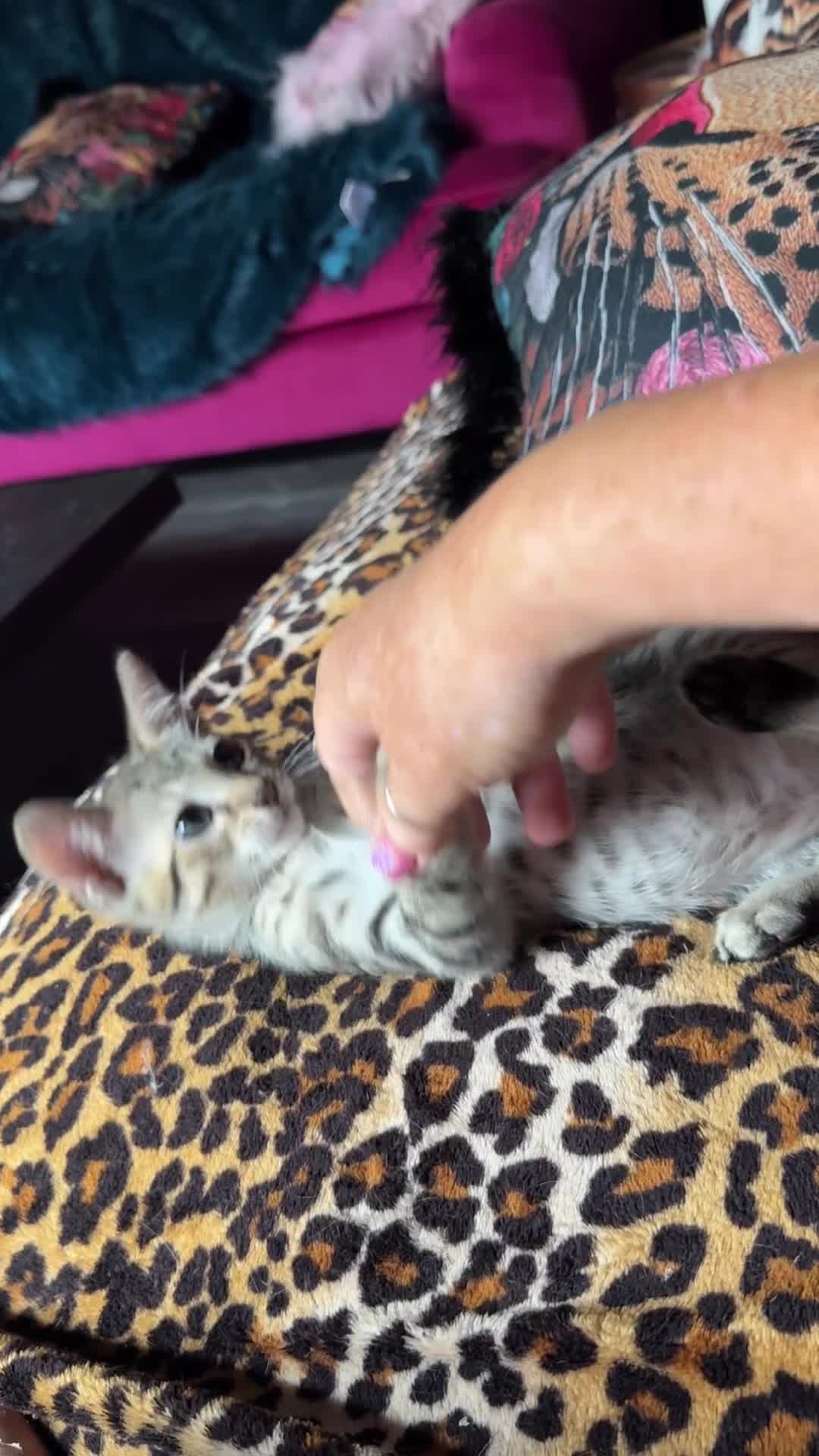 Oriental cats for sale: One Oriental Boy Left Looking for his forever home - Video 2