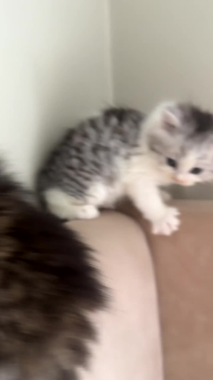 Mixed Breed cats for sale: 🎀💙 PERSIAN DOLL FACE KITTENS FOR SALE 💙🎀 in Burnley - Video 1