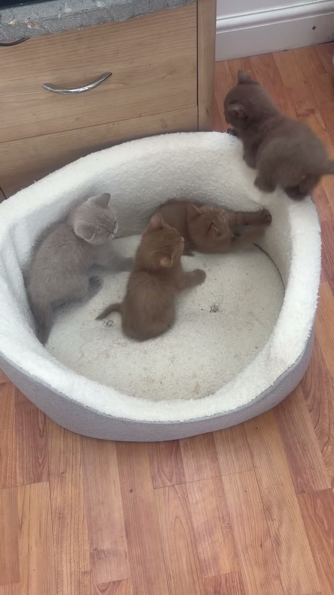 British Shorthair cats for sale: British Shorthair Cinnamon in Reading - Video 1