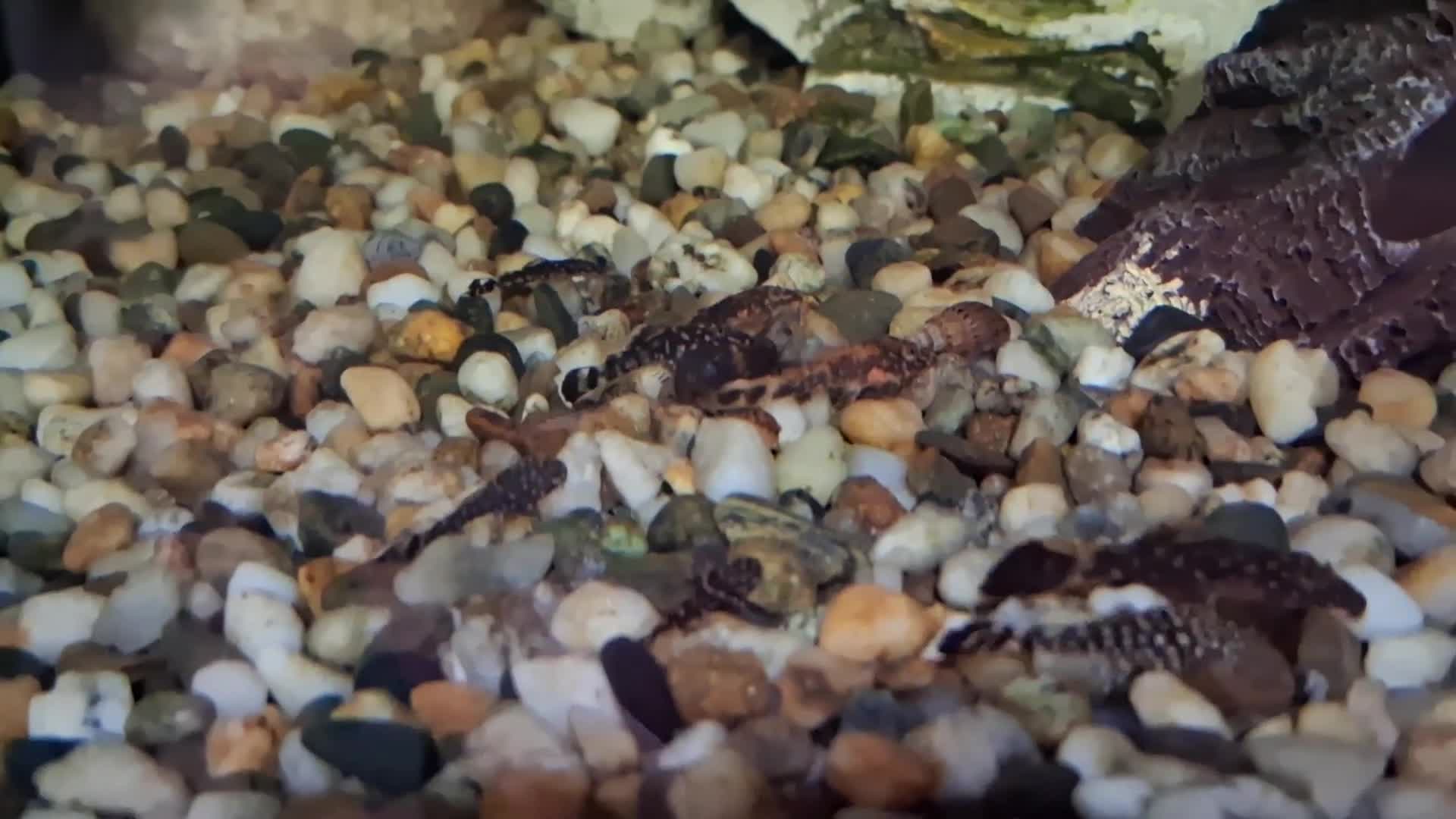 Plecos fish for sale: Bristlenose pleco babies in Newport - Video 1