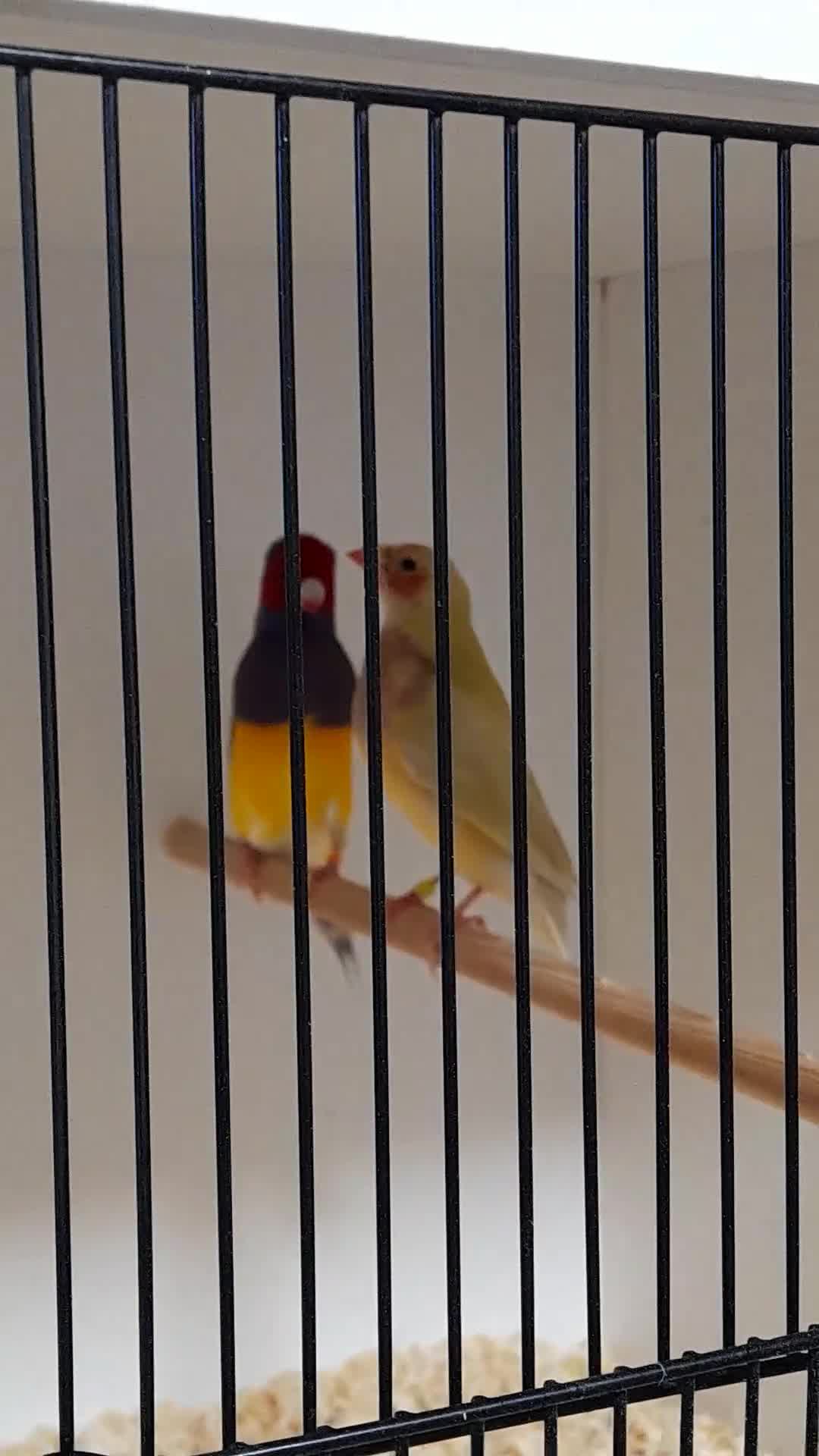 Finches birds for sale: Gouldian Finches for sale  - Video 1