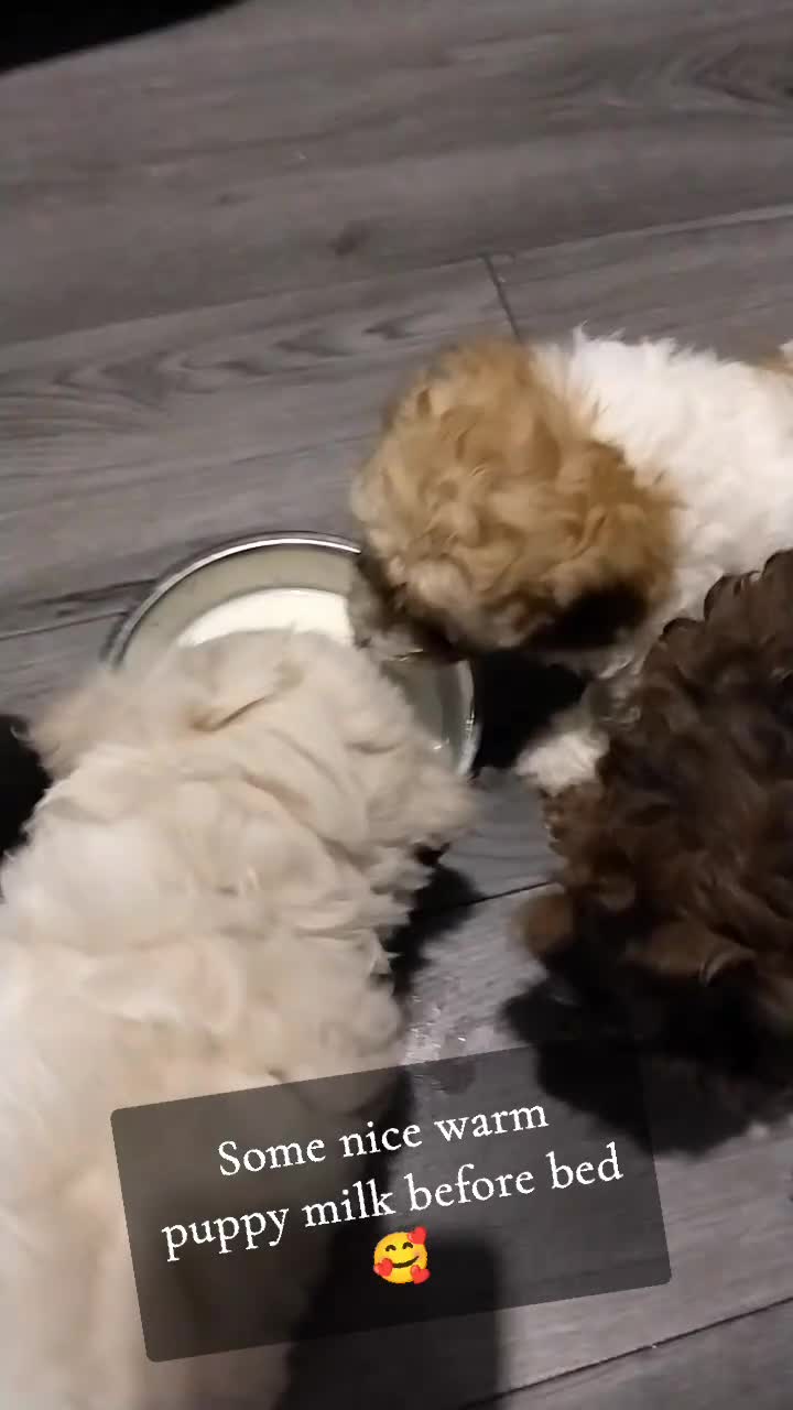 Poochon dogs for sale: Poochons💥 2 Beauties READY TO LEAVE NOW 💥  - Video 4