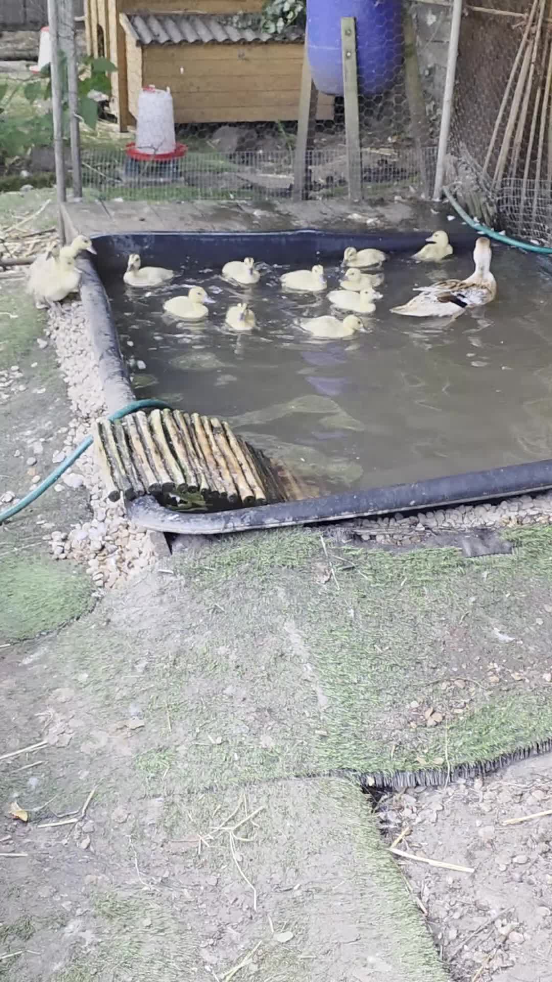 Ducks poultry for sale: Miniature Silver Appleyard ducklings ready August - Video 1