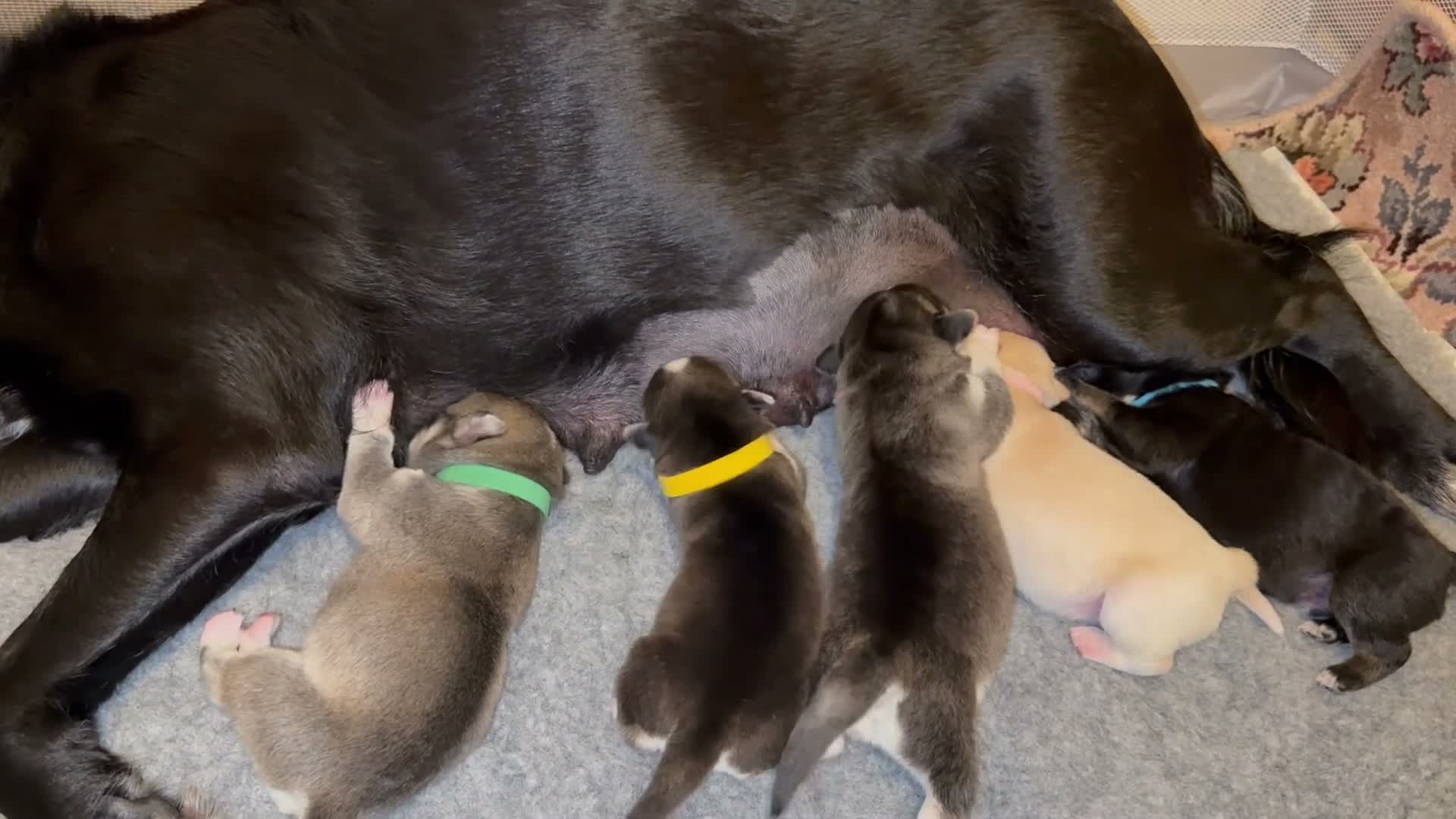 Mixed Breed dogs for sale: Labrador x Husky  - Video 2