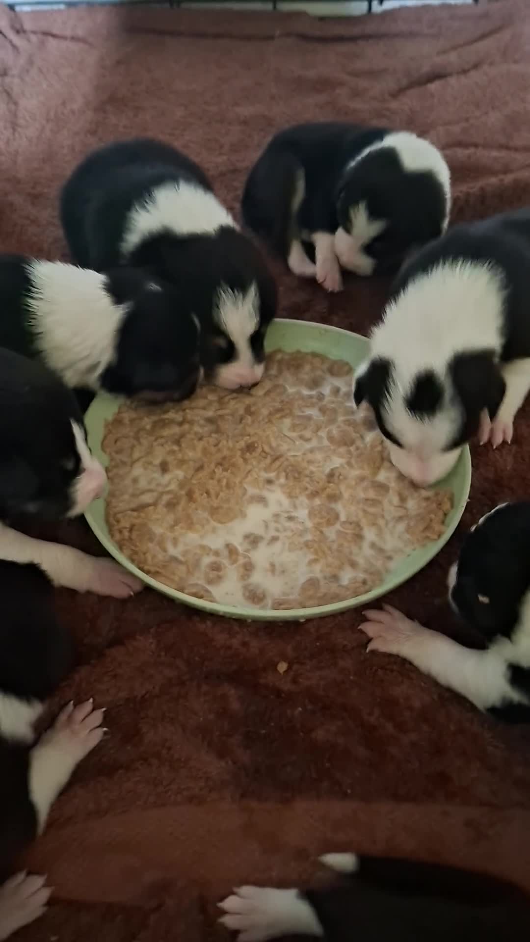 Border Collie dogs for sale: Stunning farm bred border collie pups  - Video 1