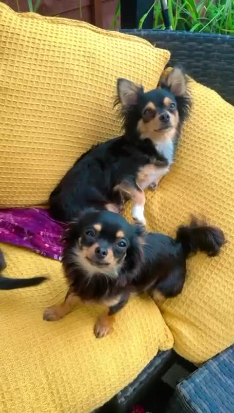 Pomchi dogs for sale: Beautiful female puppy ready now!  in Godstone - Video 3