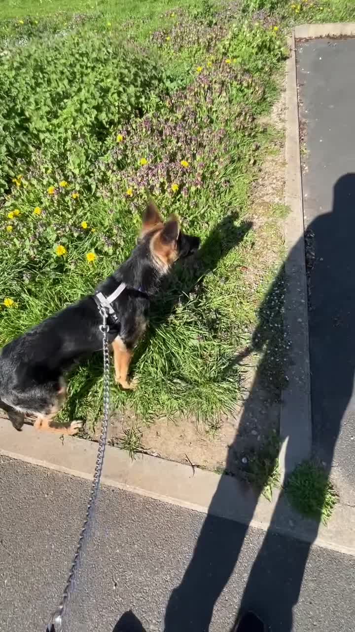 German Shepherd dogs for sale: Purebred German shepherd  - Video 2