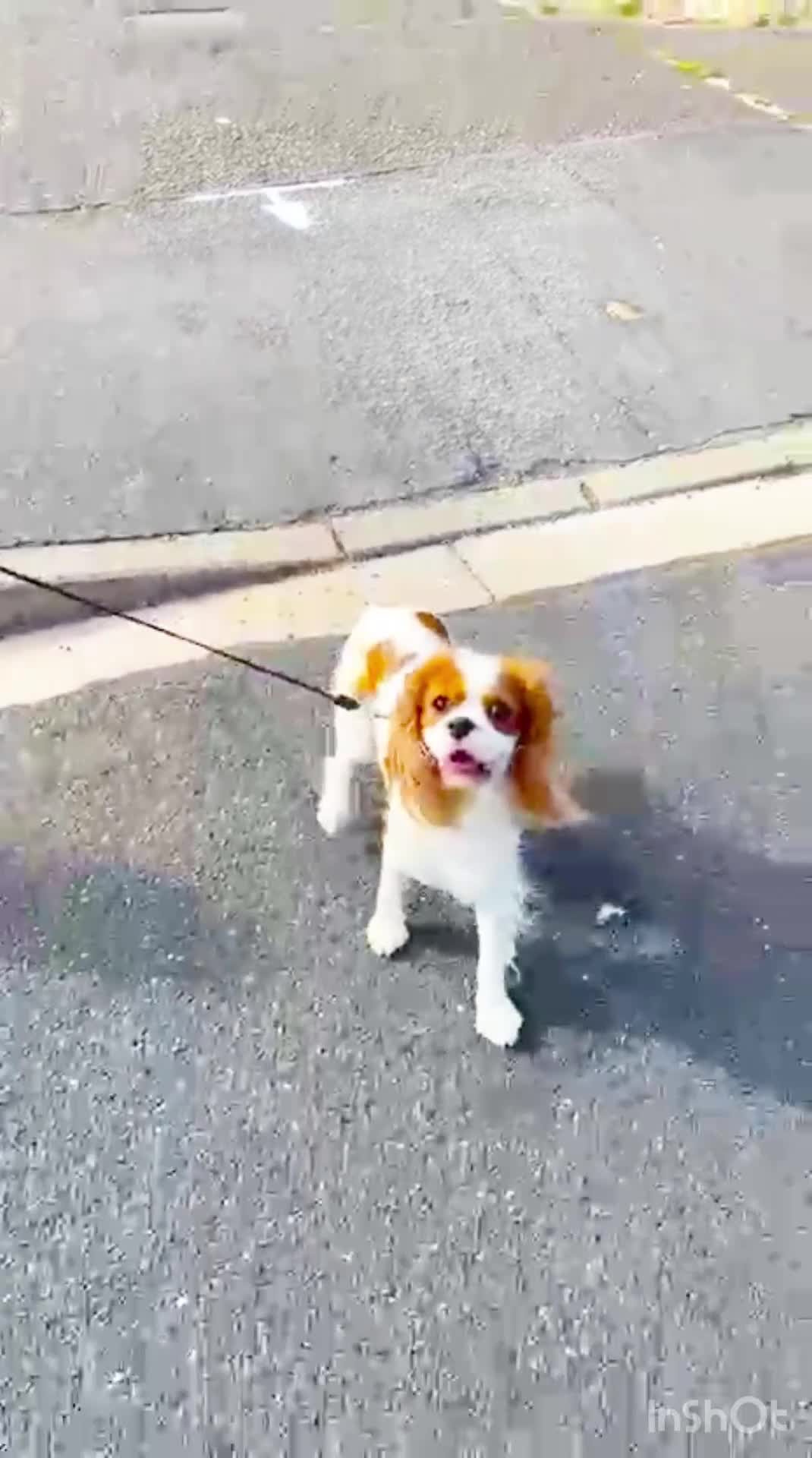 Cavalier King Charles Spaniel dogs for sale: Beautiful KC reg 1 year old girl - Video 1