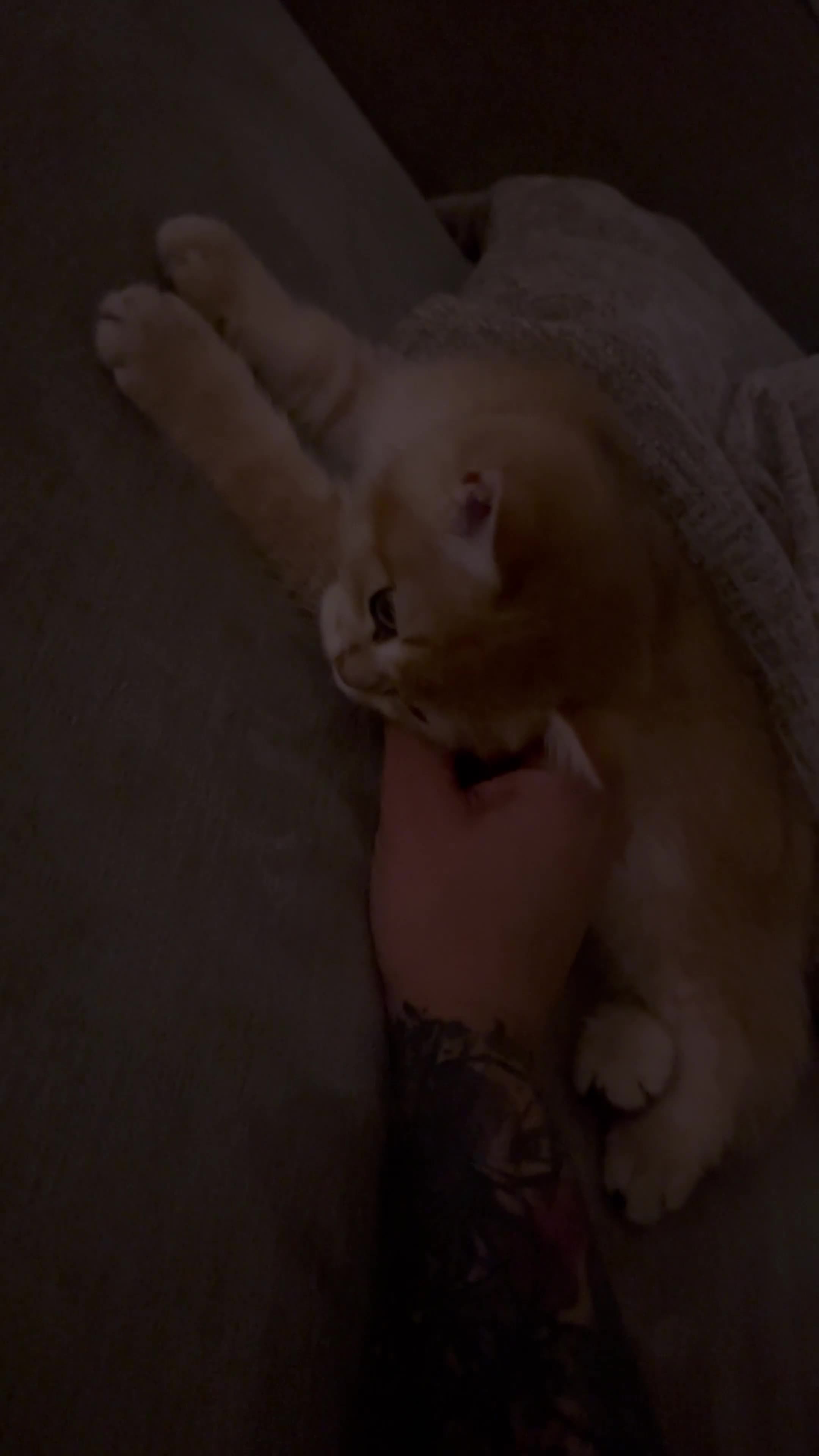 British Shorthair cats for sale: Golden chinchilla British shorthair (NY12) boy.  - Video 1