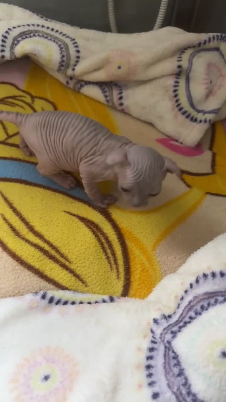 Sphynx cats for sale: Beautiful Canadian Sphinx. Female  - Video 1