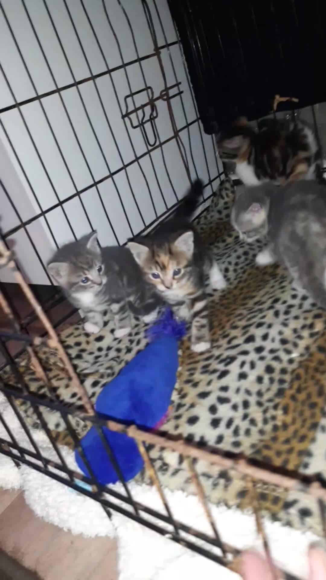 British Shorthair cats for sale: Beautiful litter of kittens  - Video 1