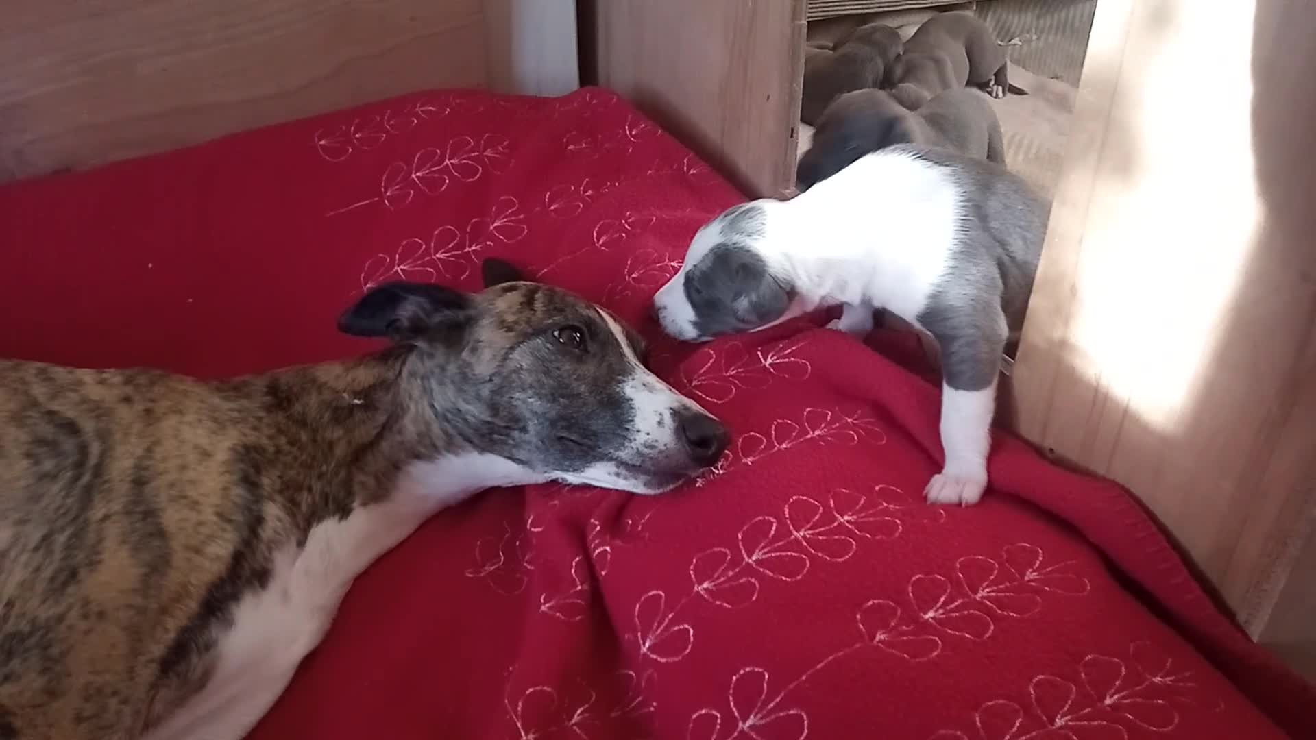 Whippet dogs for sale: REDEVELYN WHIPPET'S  GLOUCESTER,  - Video 1