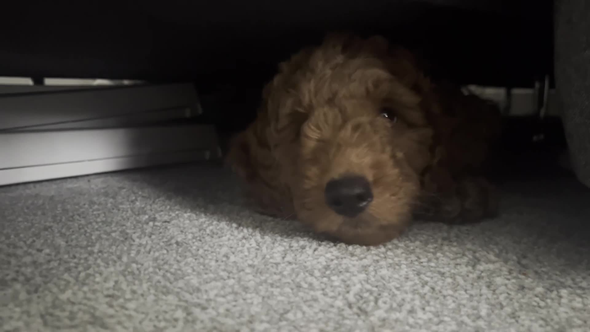 Cockapoo dogs for sale: Beautiful Red cockapoo boy. Ready now! - Video 1