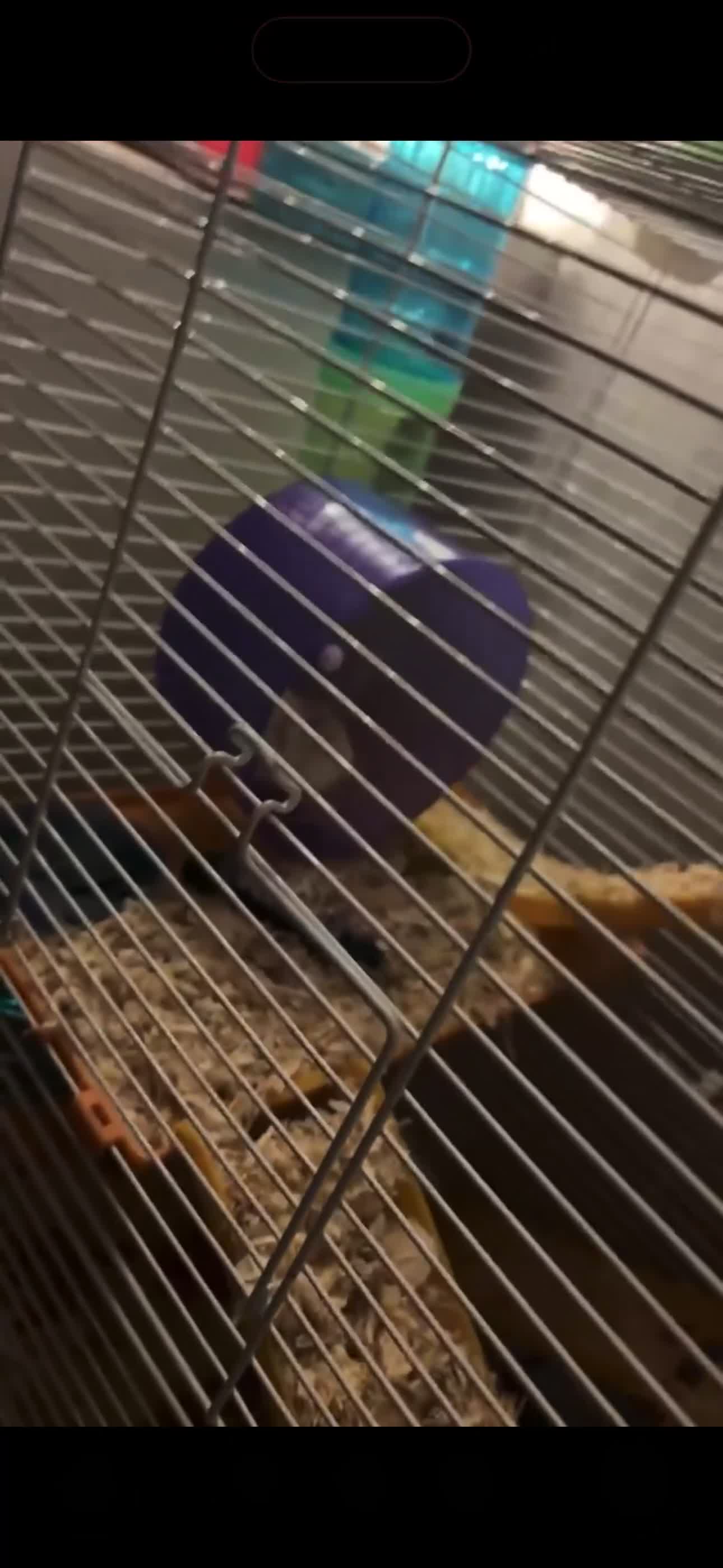 Hamster rodents for sale: Robovski Dwarf Hamster  - Video 2