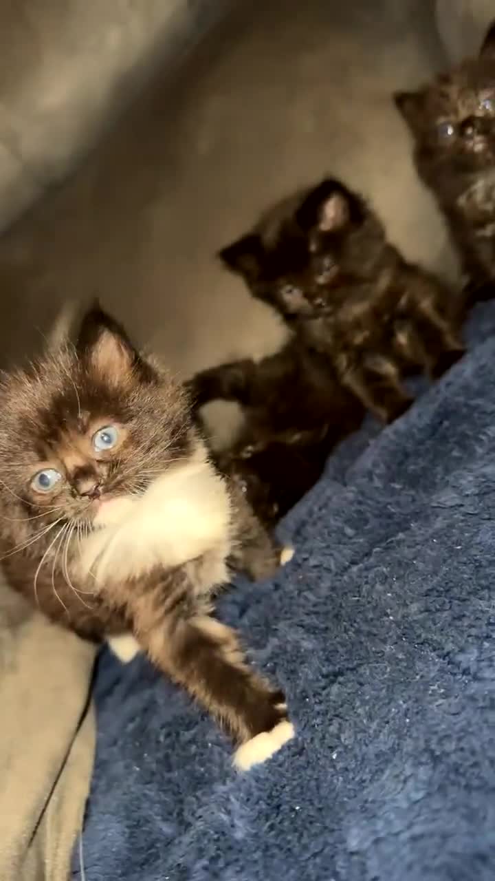 Domestic Shorthair cats for sale: 4 fluffy domestic kittens  - Video 3