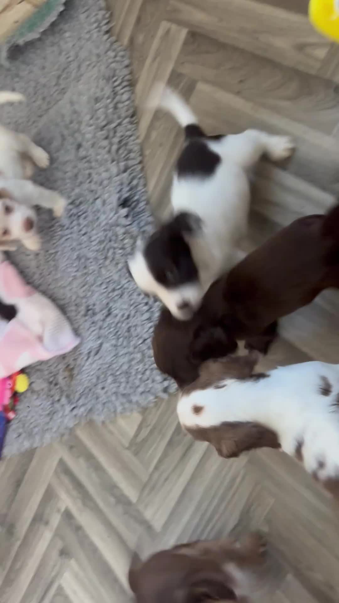 Cocker Spaniel dogs for sale: Cocker spaniel puppies from health tested parents  - Video 1
