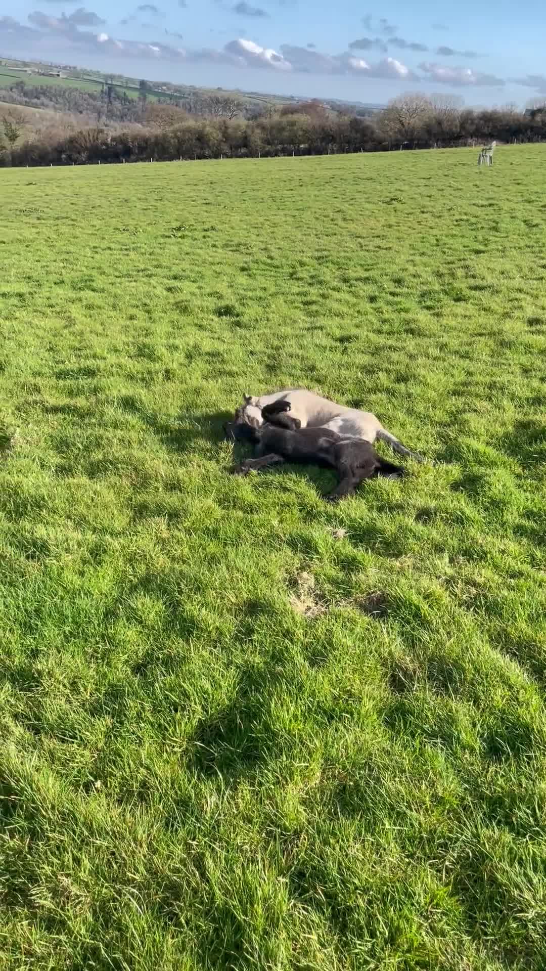 Irish Wolfhound dogs for sale: 2 girls ready to go 😍 - Video 1