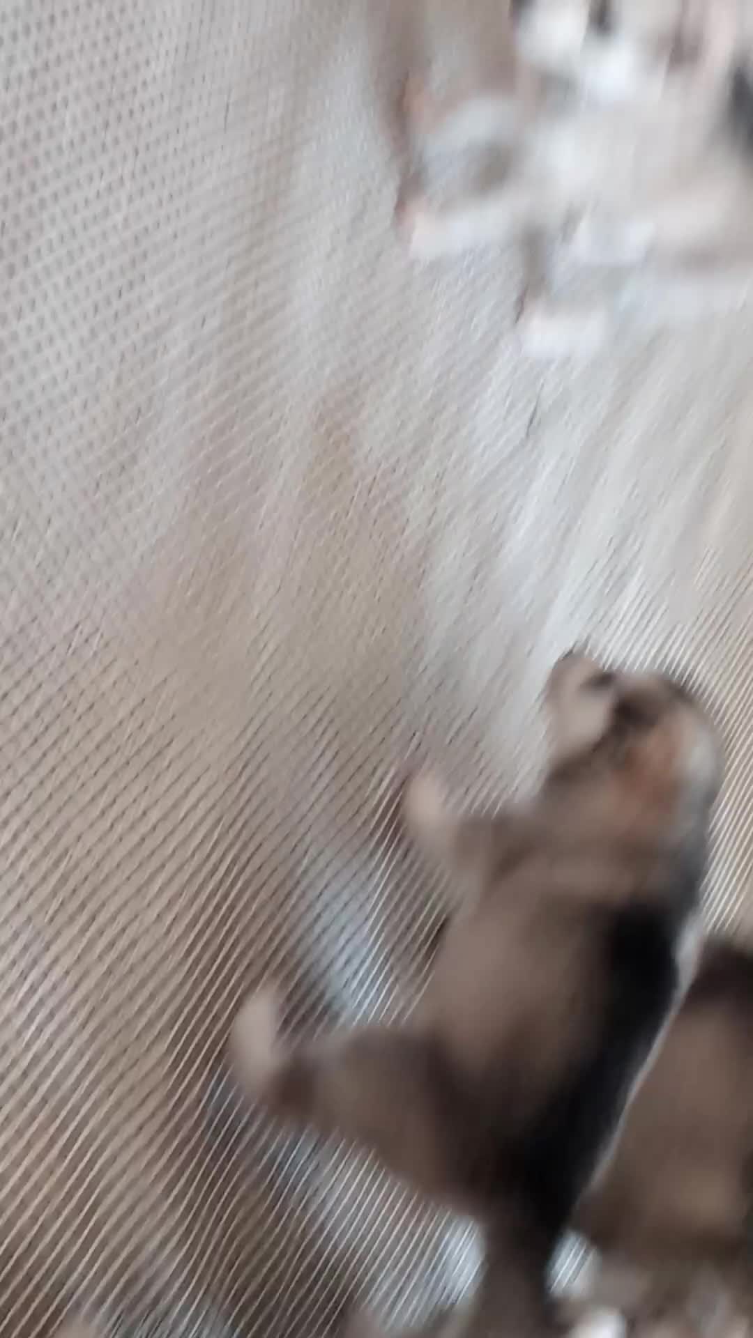 Siberian Husky dogs for sale: Siberian Huskie puppies for sale - Video 1