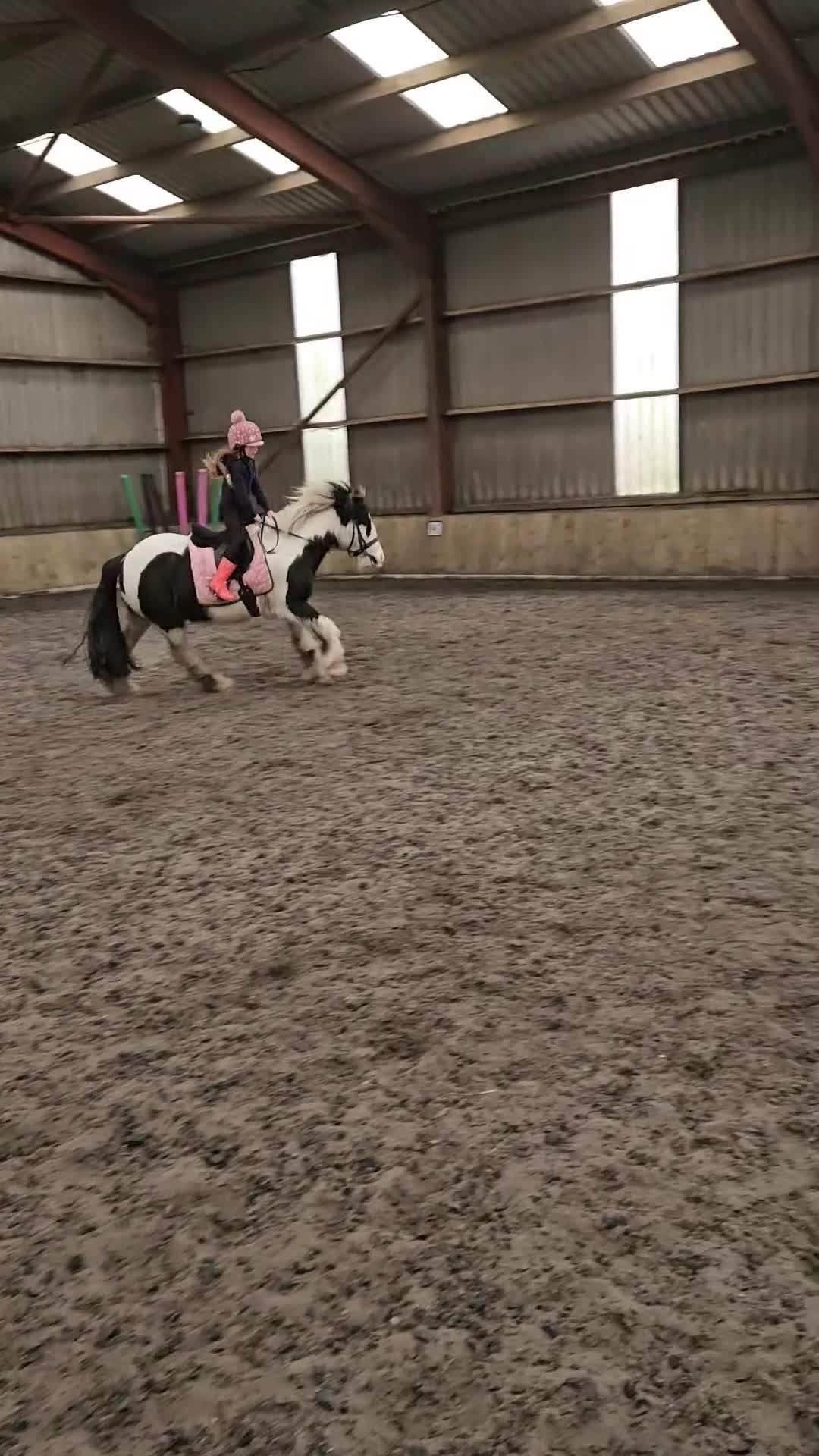 Other Breed horses for sale: 🌟 13.2hh 9-Year-Old Cob Mare 🌟 - Video 4