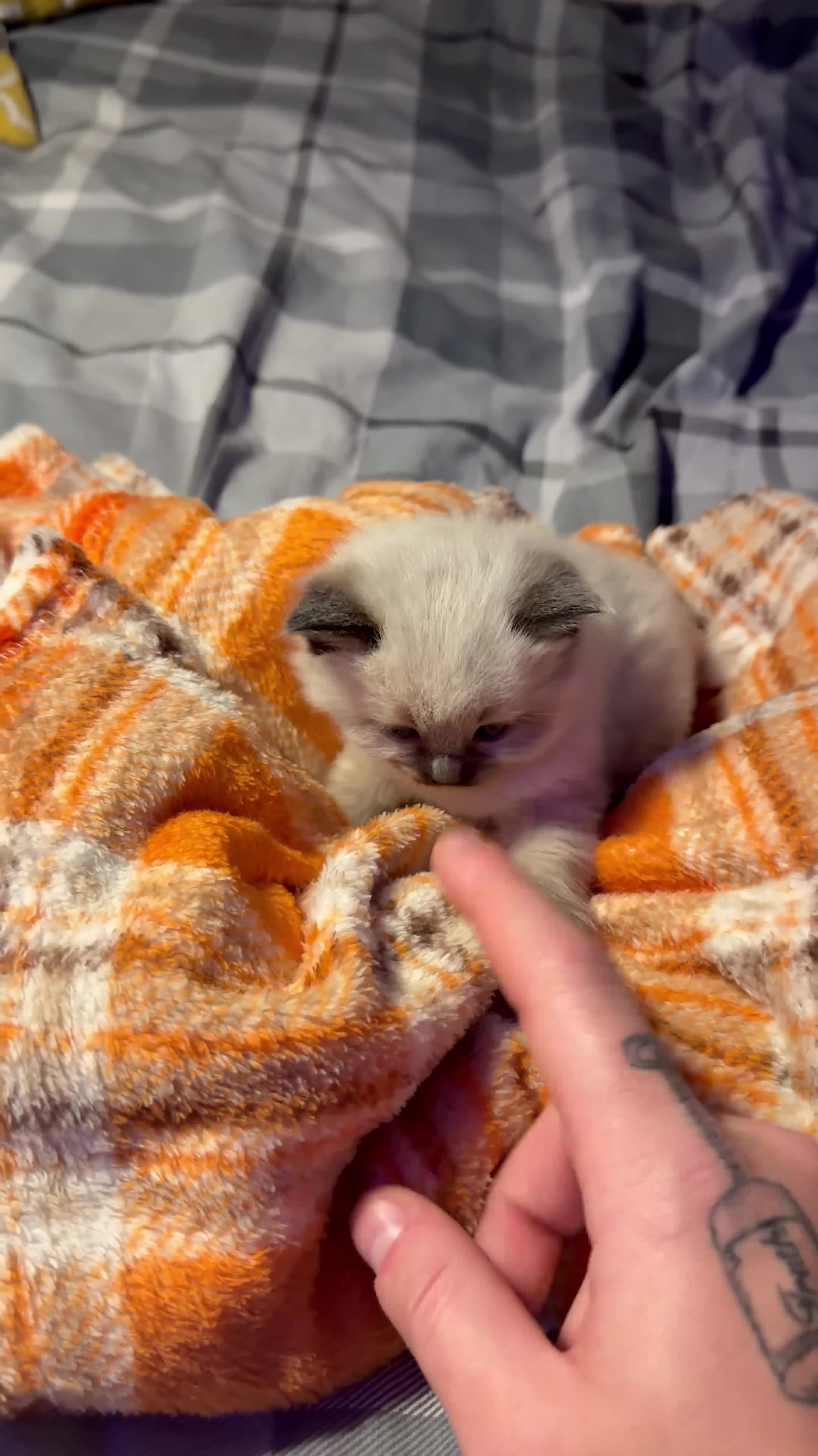 Ragdoll cats for sale: Purebred Ragdoll kitten (wobbly cat syndrome) - Video 2