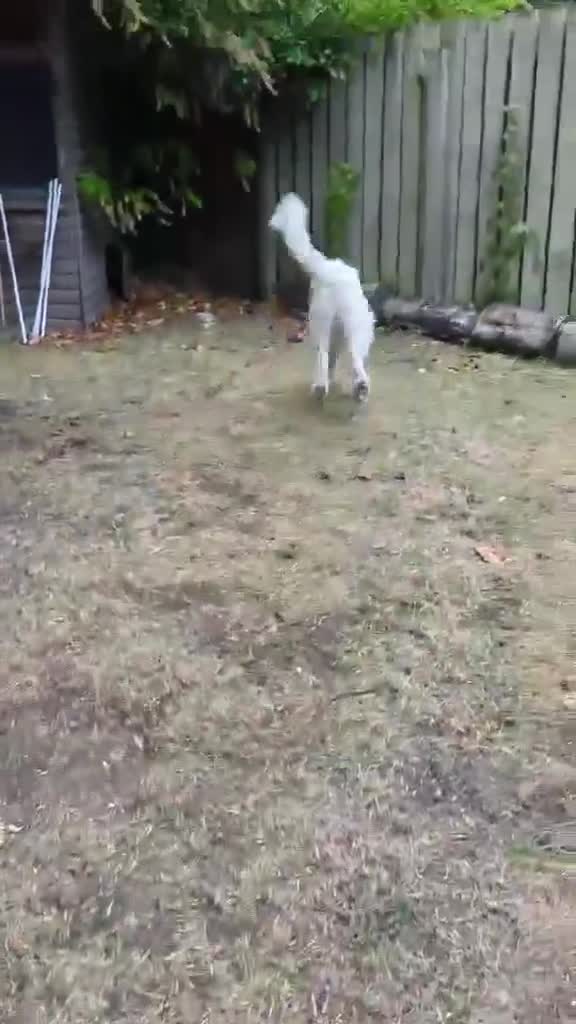 Mixed Breed dogs for adoption: 12 months, F, playful, great with dogs, exp. owner in Malton - Video 3