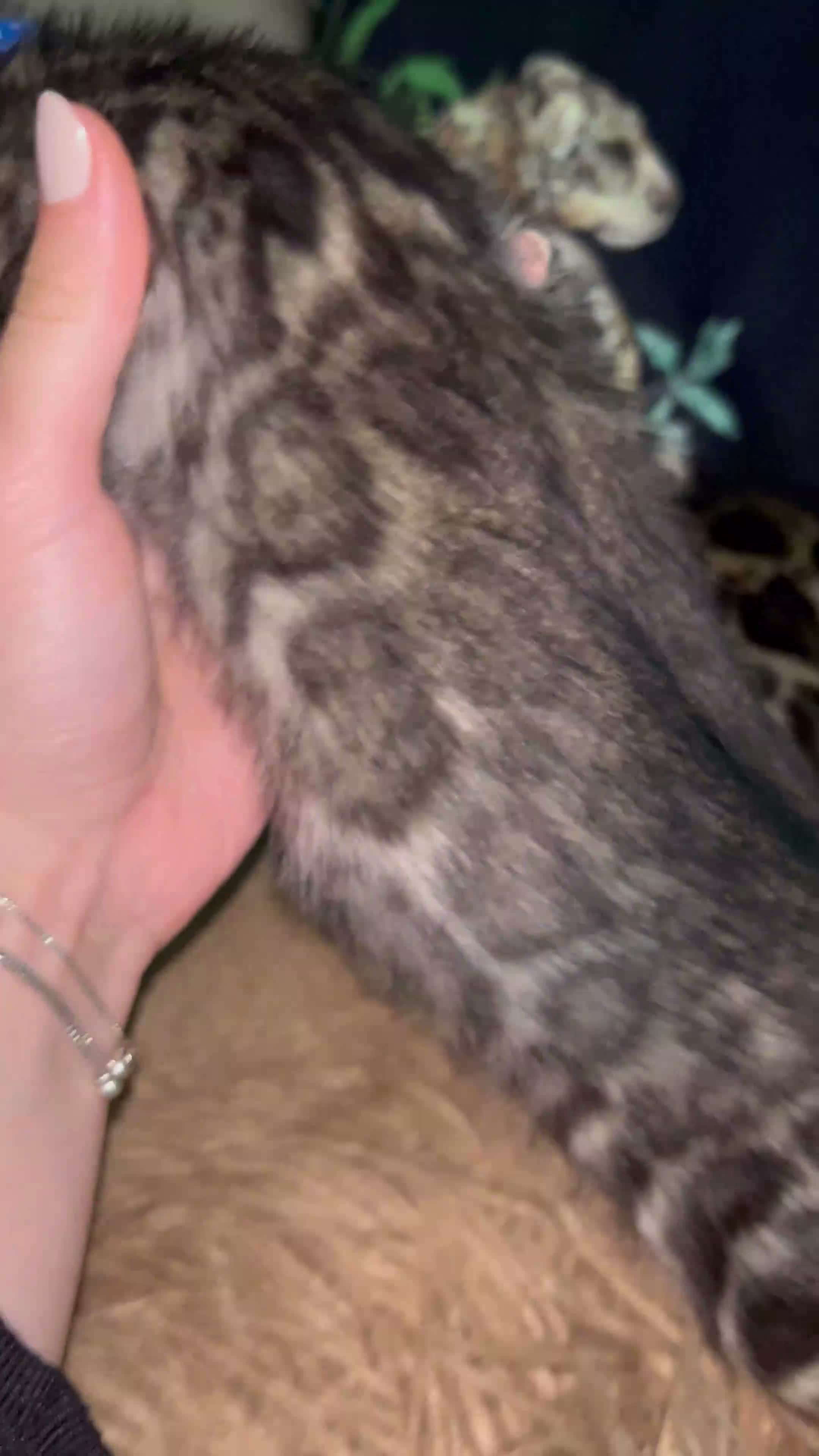 Bengal cats for sale: Pure Bengal Kittens ❤️ready for their new home 🏡  - Video 5