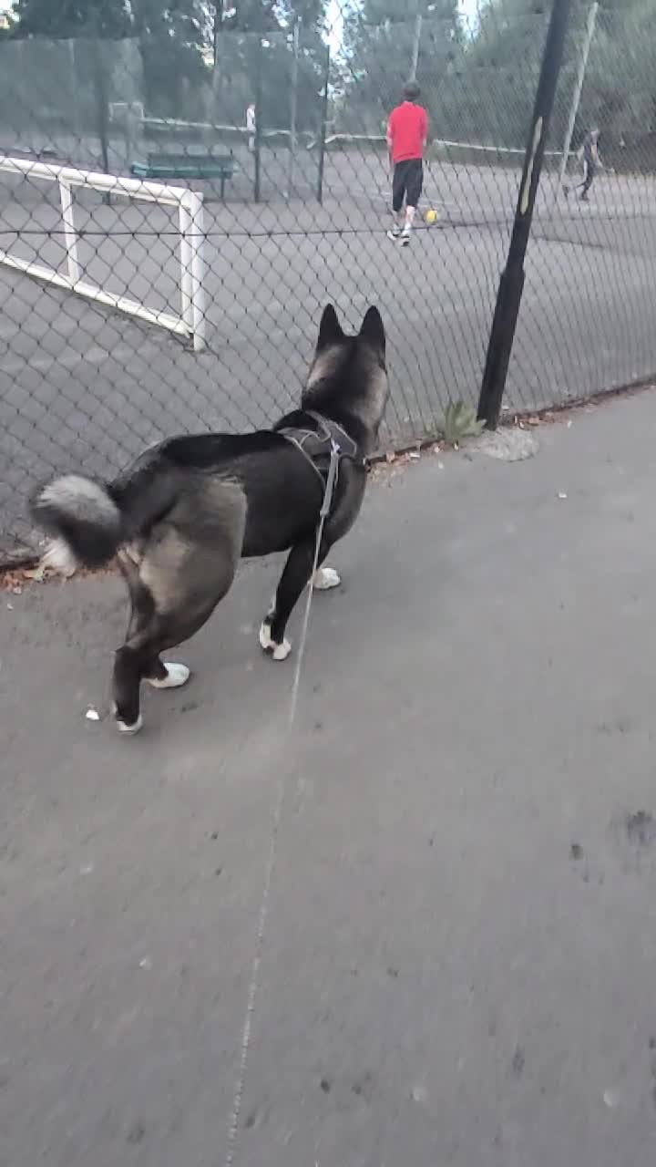 Akita dogs for sale: 11 month female akita. Very big boned - Video 1