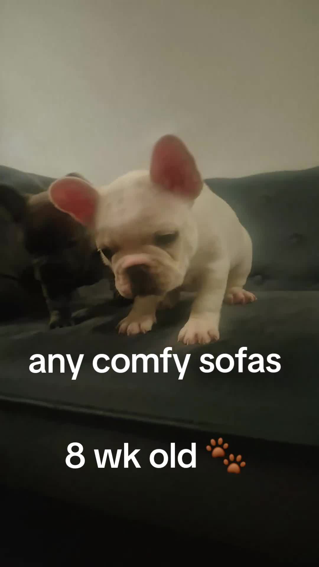 French Bulldog dogs for sale: 2 French bulldog puppies| | 8weeks old - Video 1