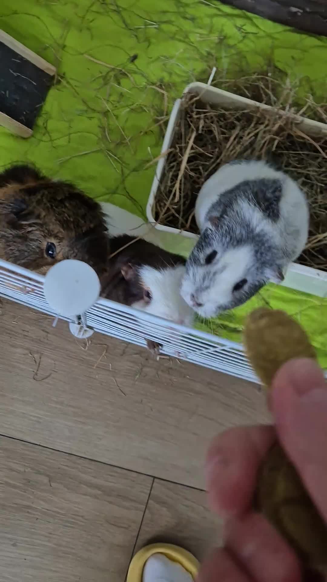 Guinea Pig rodents for sale: 3 bonded female guinea pigs for free - Video 1