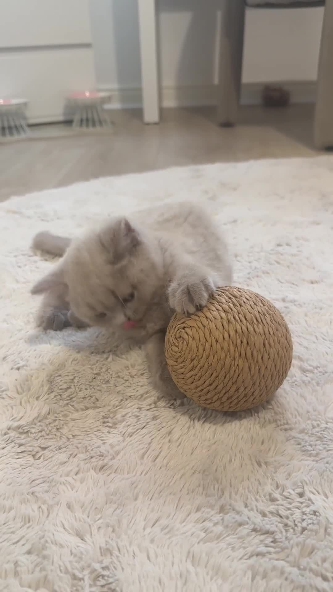 British Shorthair cats for sale: Lilac British Shorthair Kitten - Video 1