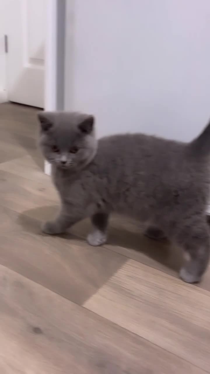 British Shorthair cats for stud: 🐾 Leo – Stunning GCCF BSH Stud Available Now 🐾 in Birmingham - Video 1