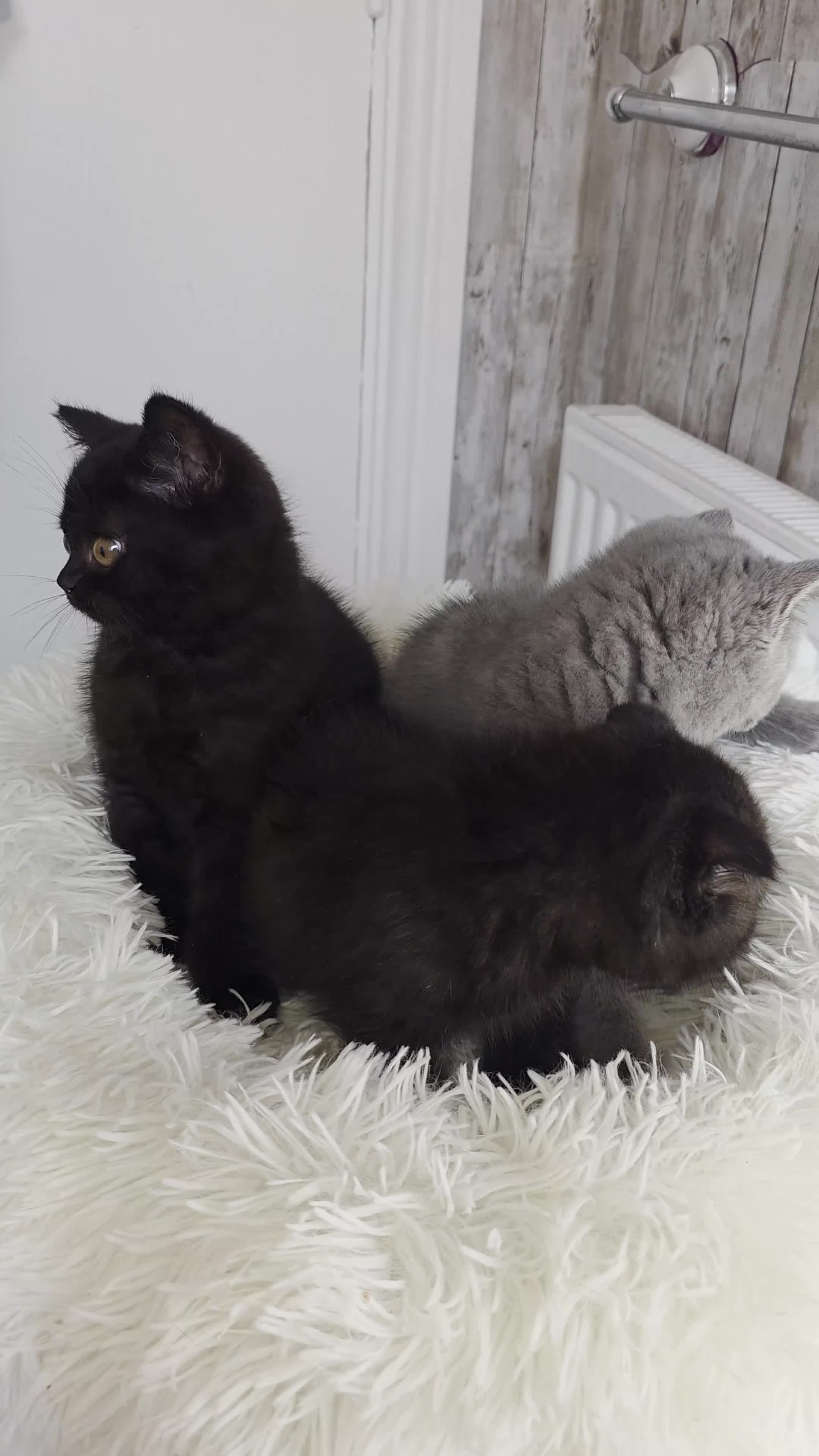 British Shorthair cats for sale: 2Brown ,1 grey BSH kittens for rehoming - Video 1