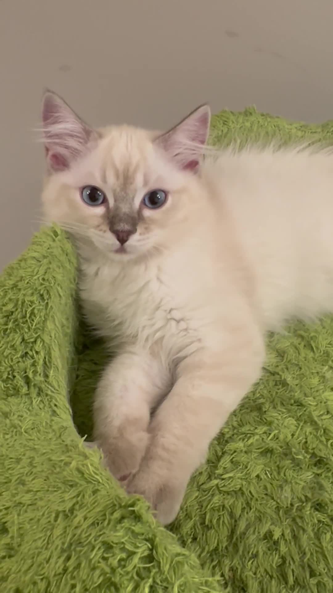Ragdoll cats for sale: Pure Ragdoll Boys Available now  - Video 3