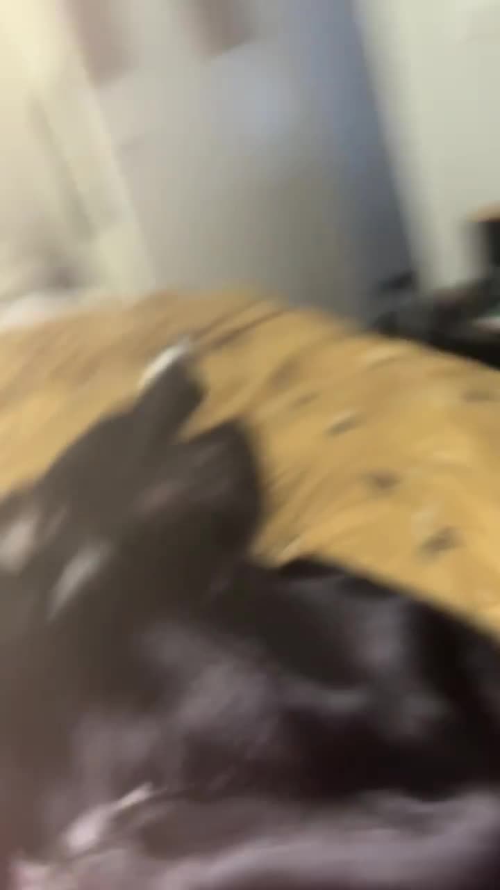 Mixed Breed dogs for sale: Salem aka Saisai - Video 1