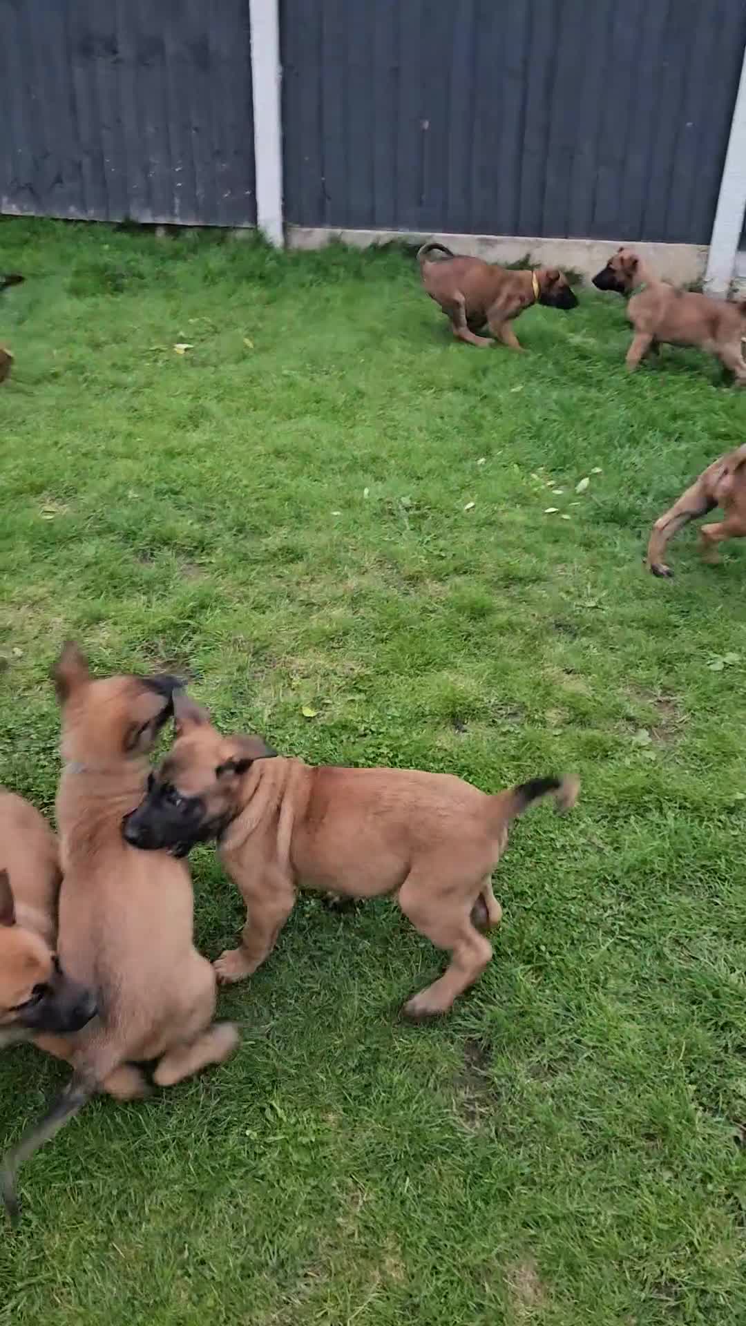 Belgian Shepherd Dog dogs for sale: KC Registered Mali Pups ***Last 1 girl - Video 3