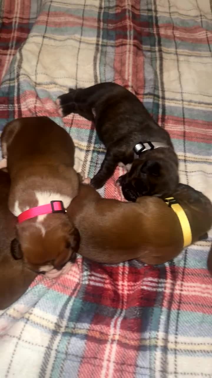 Boxer dogs for sale: Beautiful litter of 6 Pedigree Boxer Puppies  - Video 2