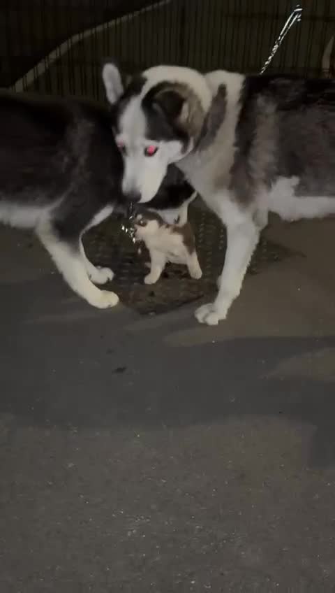 Siberian Husky dogs for sale: Pure Husky pups for sale  - Video 1